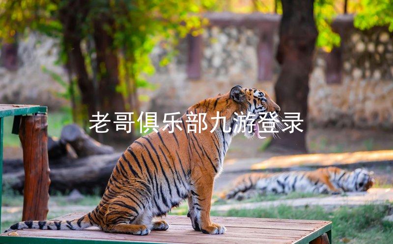 老哥俱乐部九游登录